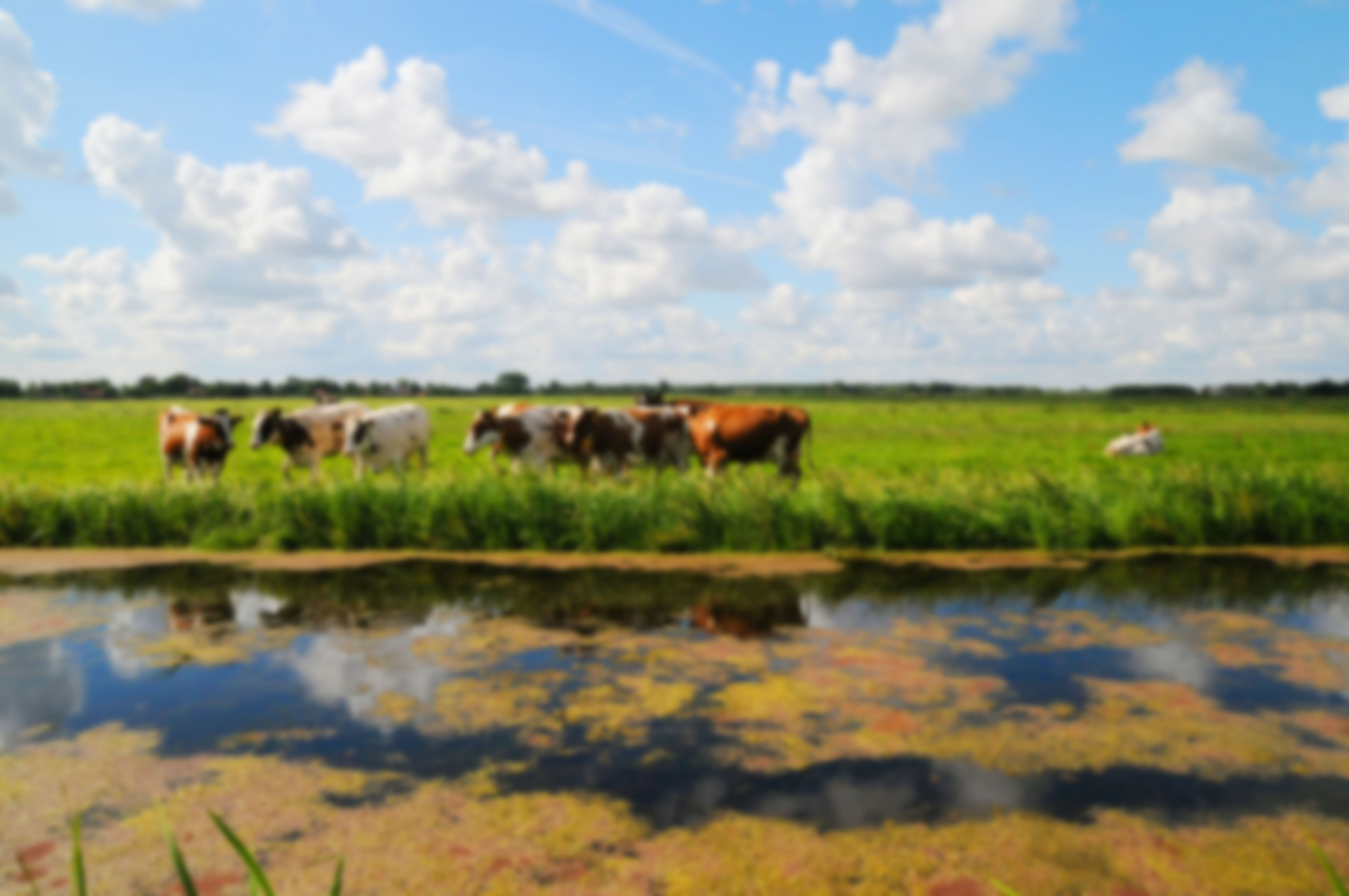 Leidse kaas koeien in de weide